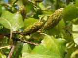 Betula lanata. Часть ветви с соплодиями. Хабаровский край, Ванинский р-н, окр. пос. Высокогорный. 04.08.2013.