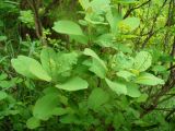 Cotinus coggygria