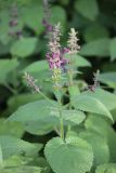 Stachys sylvatica