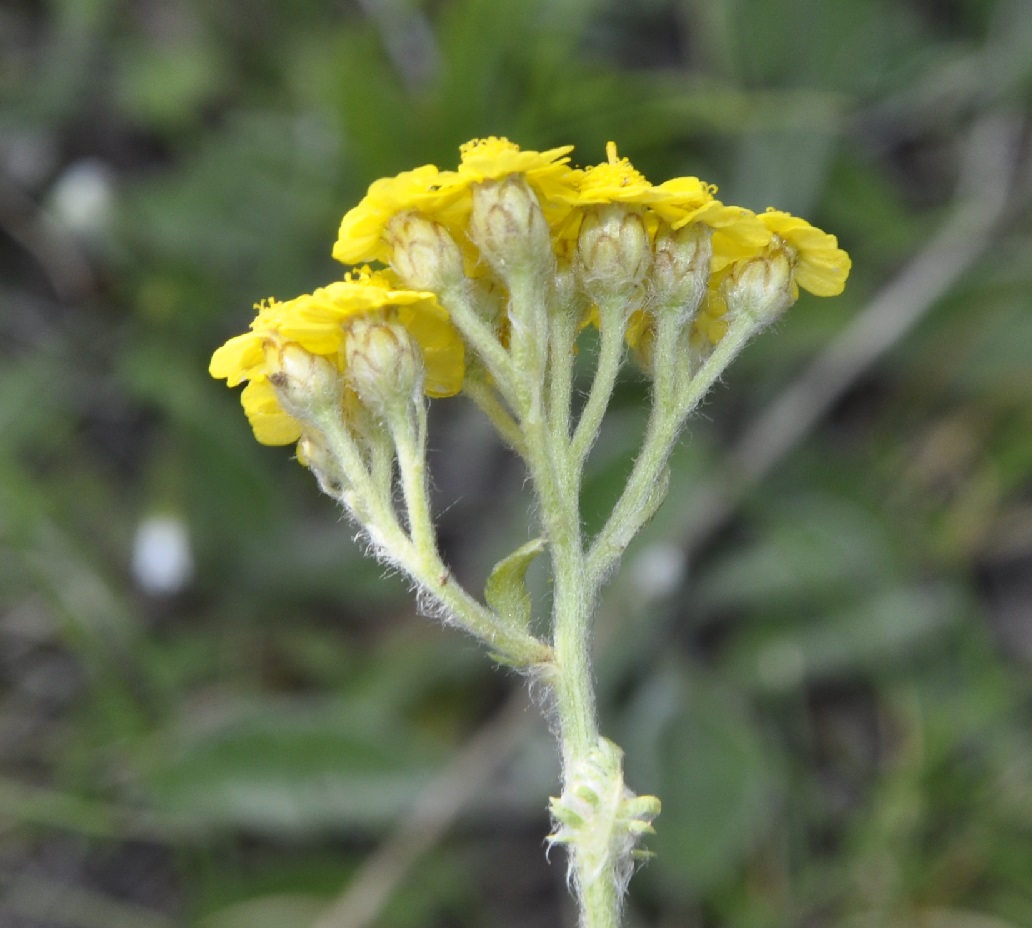 Изображение особи Achillea holosericea.