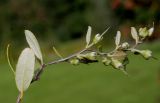 Chamaedaphne calyculata