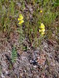 Linaria vulgaris