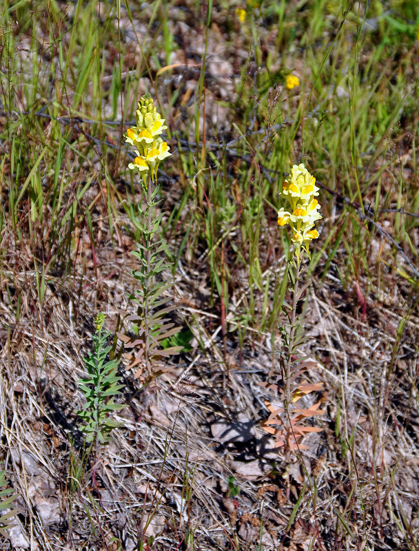 Изображение особи Linaria vulgaris.