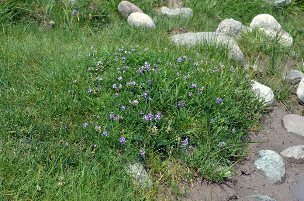 Изображение особи Oxytropis glabra.