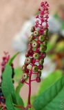 Phytolacca americana