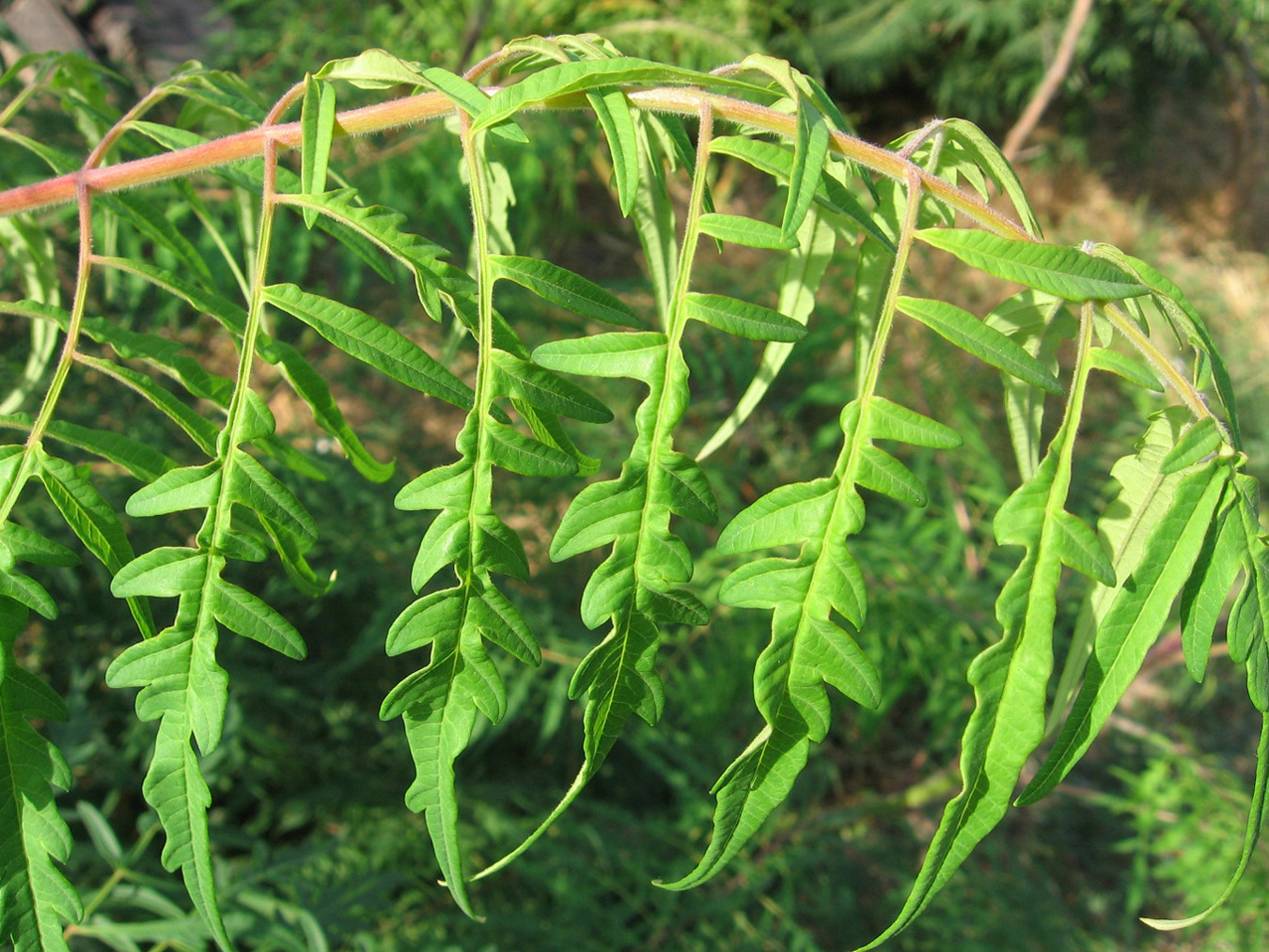 Image of Rhus typhina f. laciniata specimen.