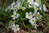 Primula vulgaris