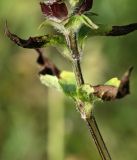 Prunella vulgaris