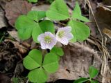 Oxalis acetosella. Цветущее растение. Ленинградская обл., Выборгский р-н, окр. ст. Лейпясуо, лес около садоводства \"Флора. 22.05.2010.