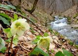 Helleborus caucasicus