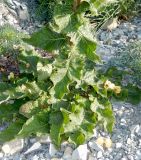 Verbascum spectabile