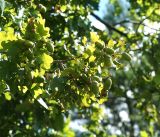 Quercus robur. Ветвь с созревающими желудями. Московская обл., Раменский р-н, окр. ж.-д. платформы Хрипань, опушка леса. 17.08.2016.