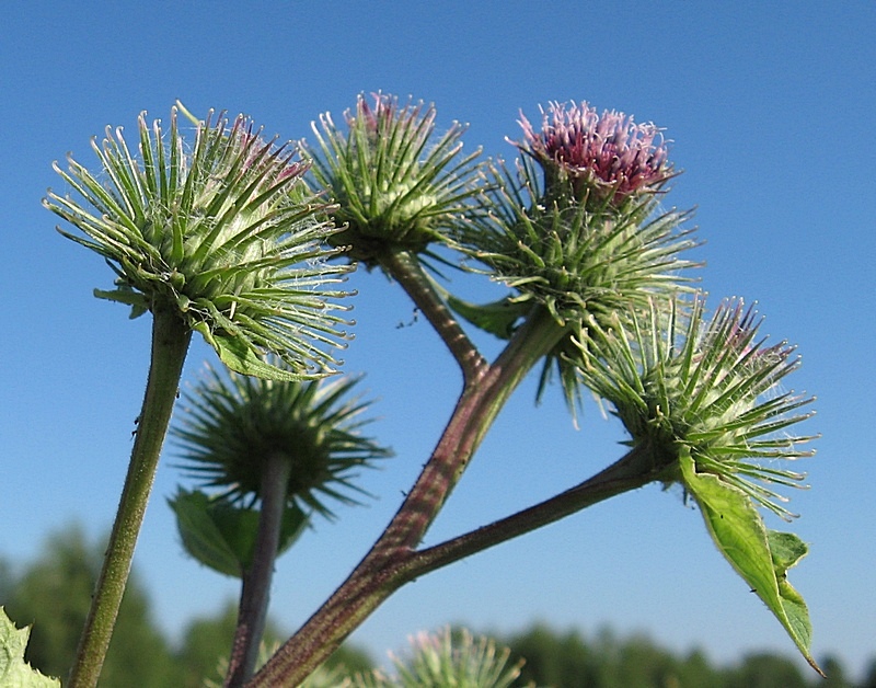 Изображение особи Arctium &times; ambiguum.