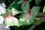 Caladium bicolor