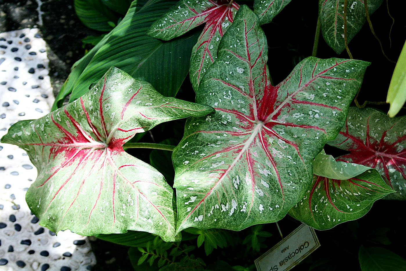 Image of Caladium bicolor specimen.