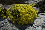 Draba bryoides. Цветущее растение. Кабардино-Балкария, Приэльбрусье, рядом с вершиной горы Донгузорунгитчечатбаши, перевал профессора Абдулаха, ≈ 3000 м н.у.м. 09.07.2009.