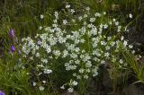 Minuartia circassica. Цветки. Кабардино-Балкария, Эльбрусский р-н, дорога к Терскольской обсерватории, лесистый участок, обочина дороги. 30.07.2009.