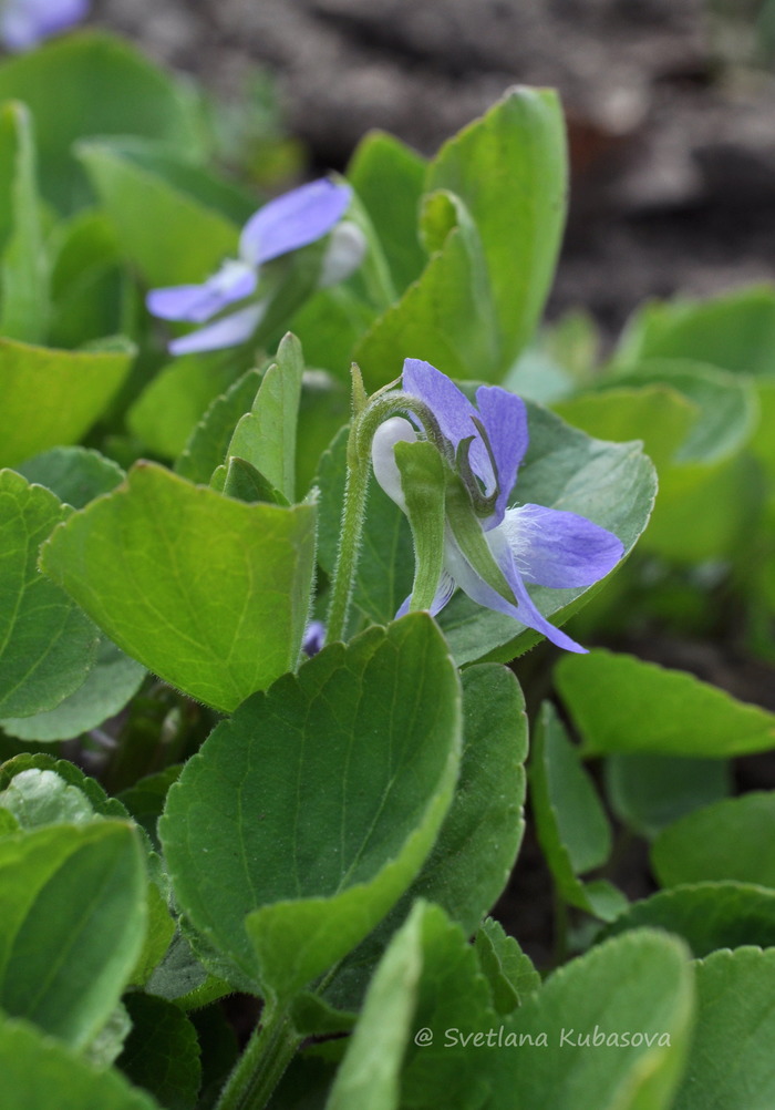 Изображение особи род Viola.