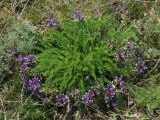 Astragalus skorniakowii