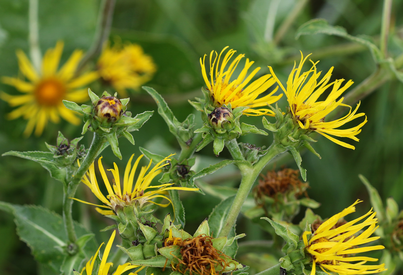 Изображение особи Inula helenium.