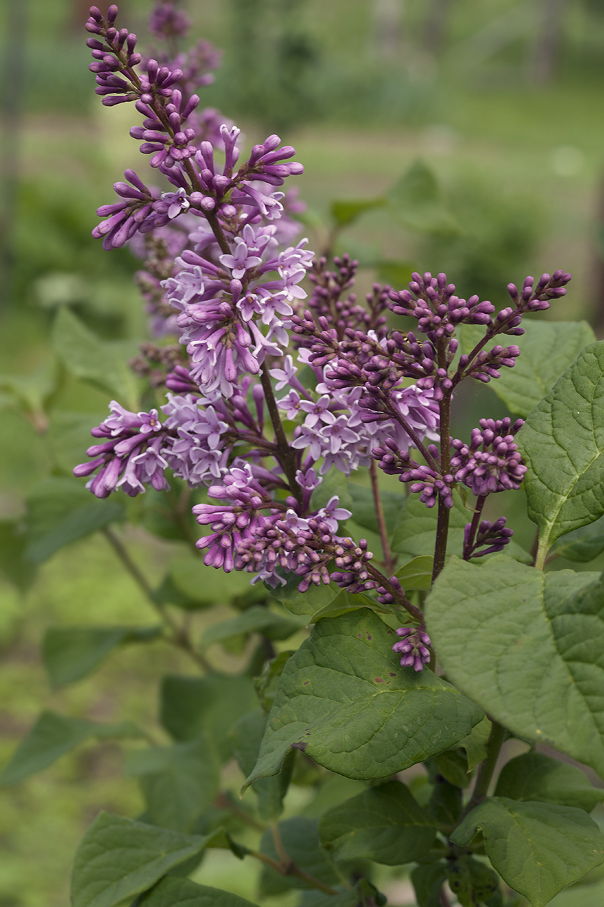 Изображение особи Syringa &times; prestoniae.