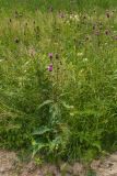 Cirsium heterophyllum