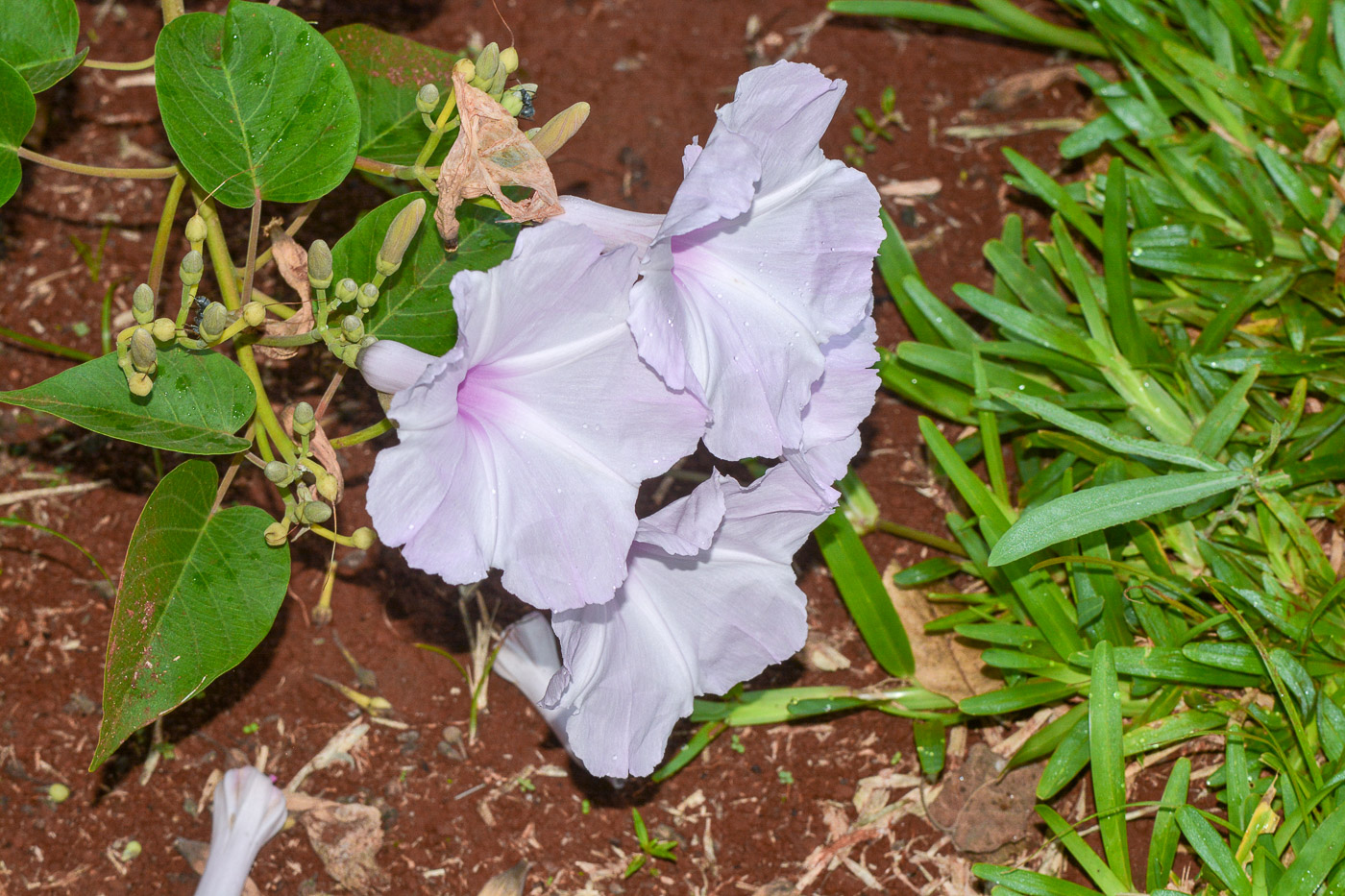 Изображение особи семейство Convolvulaceae.