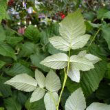 Rubus idaeus. Верхушка побега (листья с нижней стороны). Свердловская обл., окр. г. Североуральск, дачный участок. 31.08.2019.