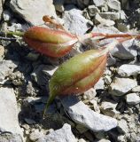 Astragalus utriger