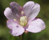 Epilobium parviflorum