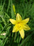 Hemerocallis lilio-asphodelus. Цветок. Иркутская обл., Иркутский р-н, р. Иркут, о. Беляева, луг. 13.06.2020.