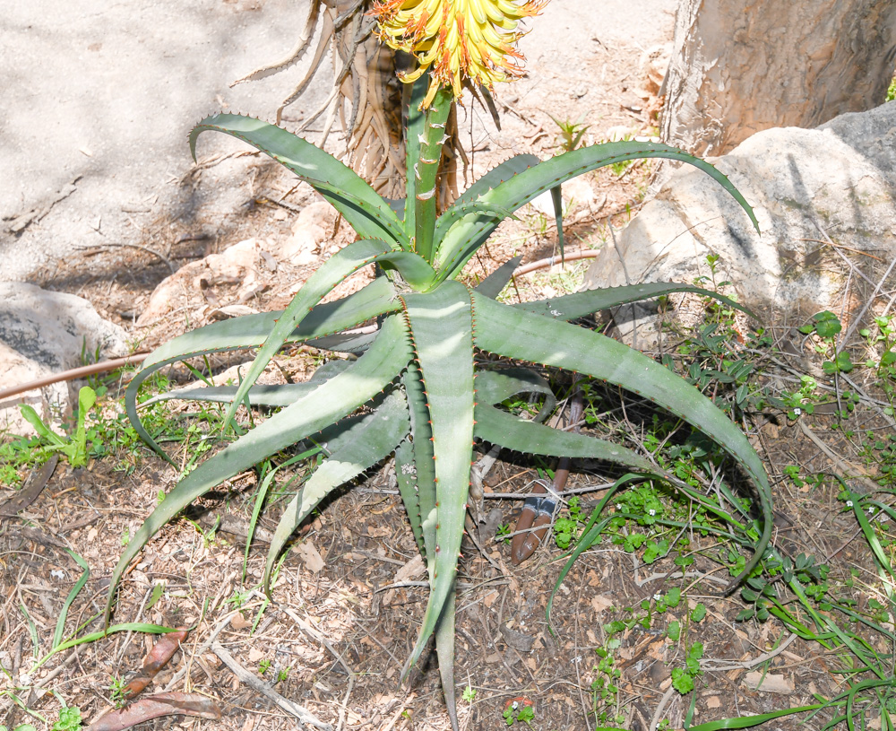 Изображение особи Aloe africana.
