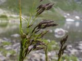 Deschampsia cespitosa