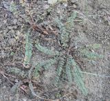 Astragalus gorelovae