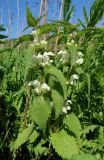 Lamium album. Цветущее растение в зарослях пижмы (Tanacetum vulgare). Луганская народная республика, г. Луганск, балка Калмыцкий Яр, днище балки. 12.05.2023.