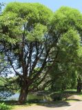 Salix fragilis разновидность sphaerica