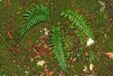 genus Polystichum. Вайи. Республика Абхазия, окр. г. Новый Афон. 28.08.2009.