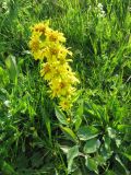 Solidago virgaurea ssp. lapponica