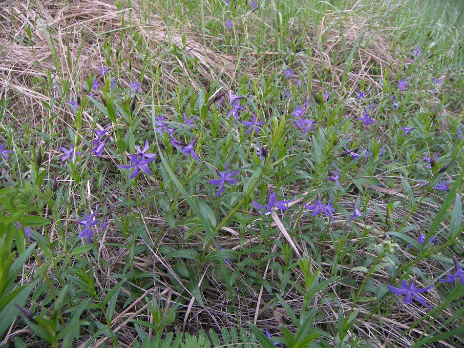 Изображение особи Vinca herbacea.