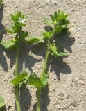 Veronica arvensis