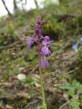 Orchis mascula