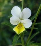 Viola tricolor