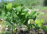 Polygonatum ovatum