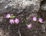 Primula minima