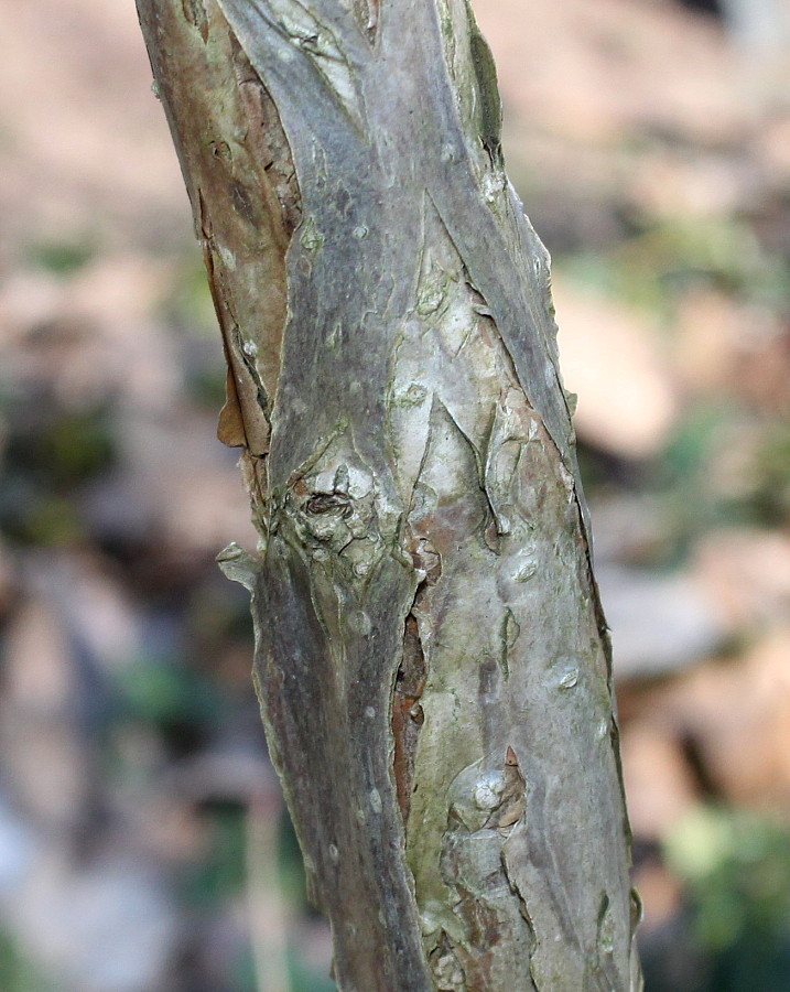 Изображение особи Hydrangea arborescens.