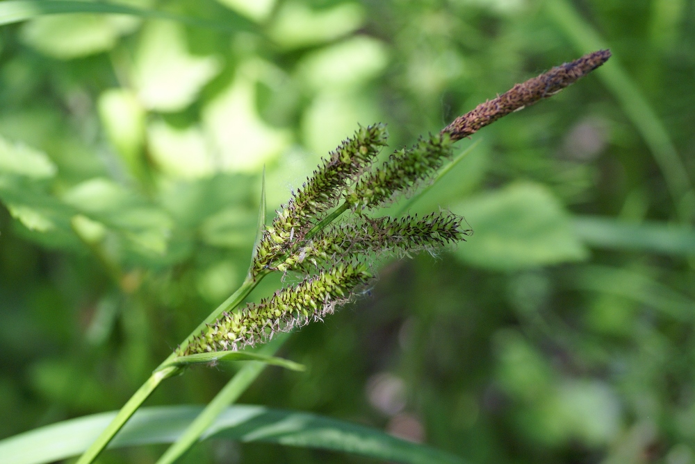 Изображение особи Carex dispalata.