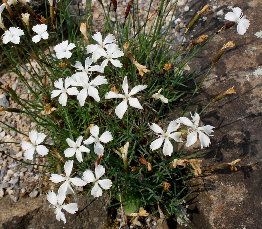 Изображение особи Dianthus cretaceus.