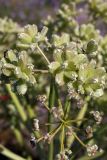 Ferula foetida. Созревающие плоды. Южный Казахстан, Арыский р-н, Задарьинская степь. 03.05.2013.