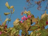 Weigela praecox