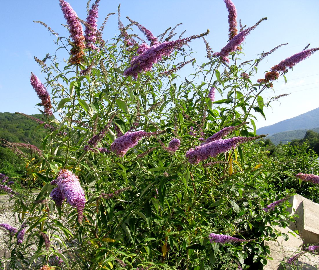 Изображение особи Buddleja davidii.